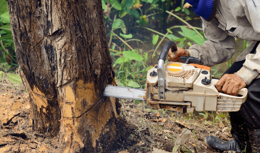 TREE REMOVAL